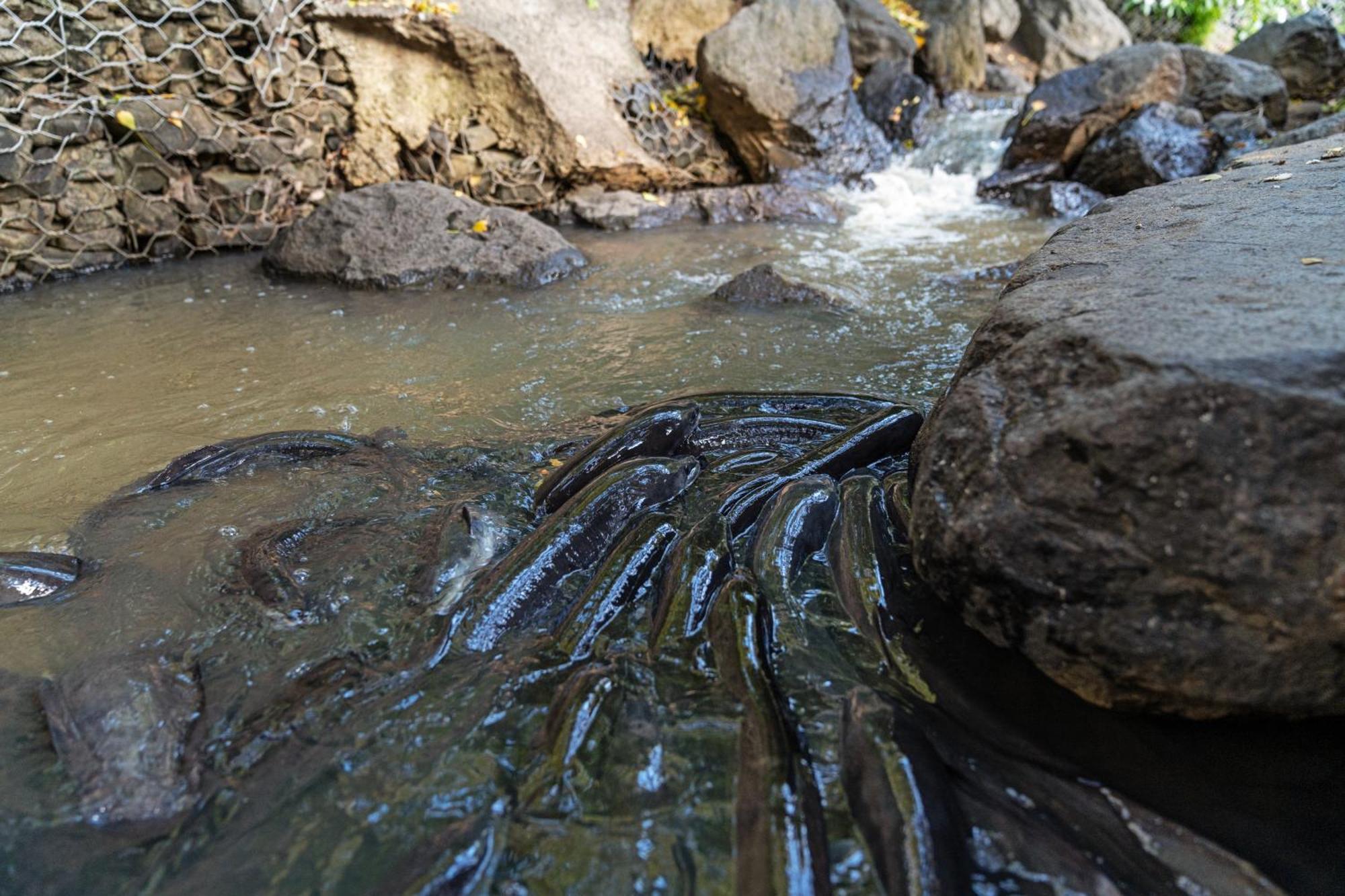 Tasman Holiday Parks - Waihi Beach エクステリア 写真 Waterfall at the top of the falls